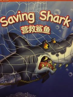 Saving Shark