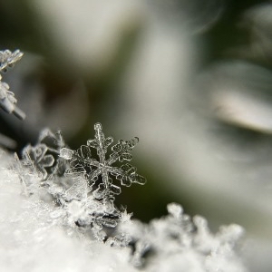 雪花的快乐 - 张懿娜