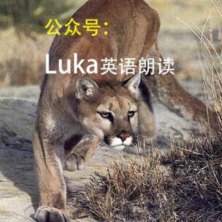 【新概念英语③】Lesson 1: A Puma at Large