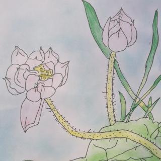 春天被卖光了,绝句,江雪,游子吟