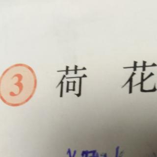 3,荷花