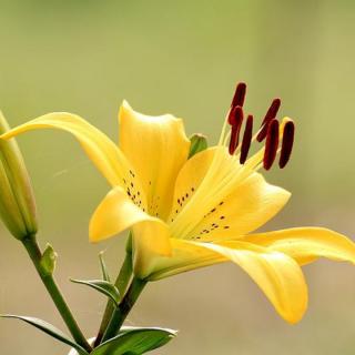 《心田上的百合花》（节选） 林清玄