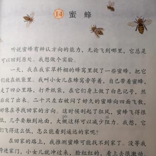 梁诗淇熟练朗读课文《蜜蜂》