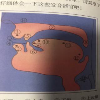 英语音标18页至24页