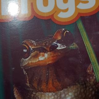 青蛙🐸10－15