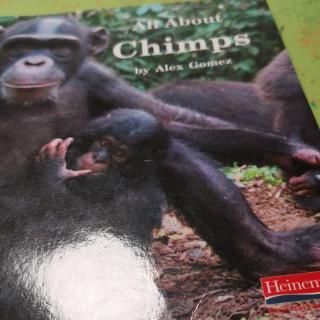 All About Chimps