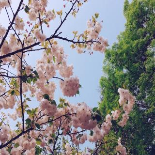 城市记忆 | 武汉：樱花再开的时候，你就痊愈了