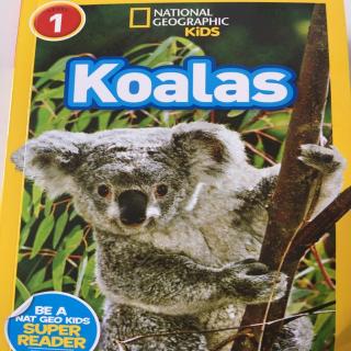 Jan.29-Yoyo(Koalas 18-23)