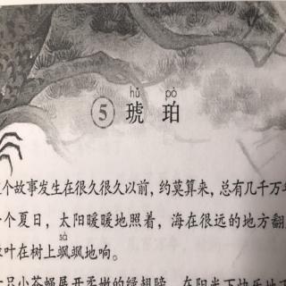 每天5分钟 05 琥珀