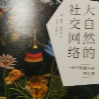 大自然的社交网络之蝙蝠片段