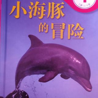 小海豚的冒险