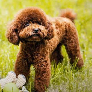 呼兰河传第五章第五六篇