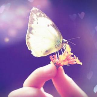 《对一只蝴蝶的关怀》作者:李汉荣