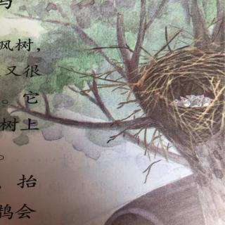【二下语文】枫树上的喜鹊