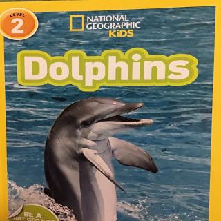 Dolphins