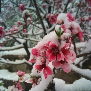 爱在四月雪