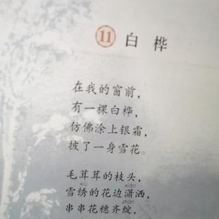 白桦