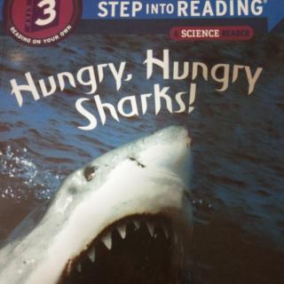 hungry hungry sharks!