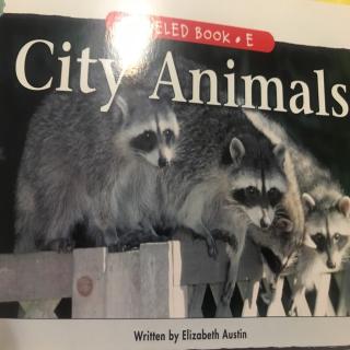 City Animals