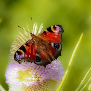 大孔雀蝶的繁殖过程图片