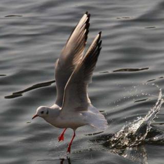 《探访动物的世界》海港清洁工:海鸥