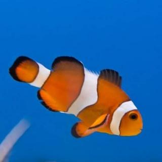 《探访动物的世界》海中“小丑”:小丑鱼