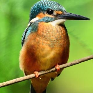 珠心算课程理念学习 张迅