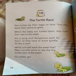 19. Turtle  race