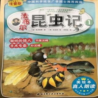 昆虫记-02.沙泥蜂的诞生