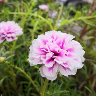 笠翁对韵 二冬 晨对午