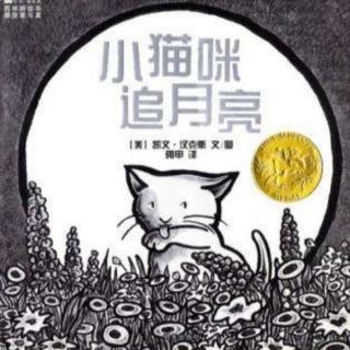 《小猫咪追月亮》🌙