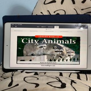 city animals