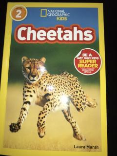 2/6 Yoyo 24 Cheetahs all