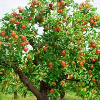【晨光教育】园长妈妈讲故事《苹果树找医生》