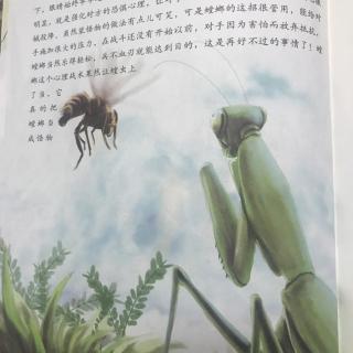 螳螂4.捕杀黄蜂