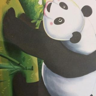 大熊猫只爱吃竹子吗