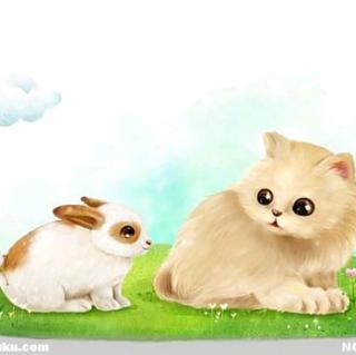 兔子和白猫