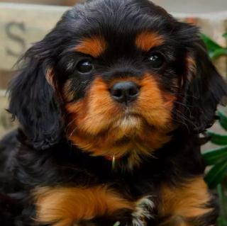 棕猪比比:比乌鸦唱的好