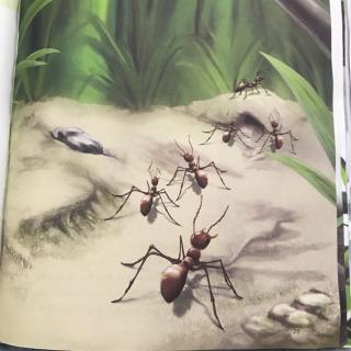 红蚂蚁.坚持不懈的掠夺者 1.出征大军