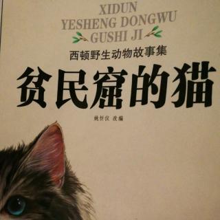 《贫民窟的猫》5.兔子住进猫窝