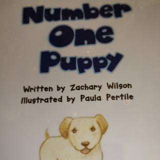 Number One puppy