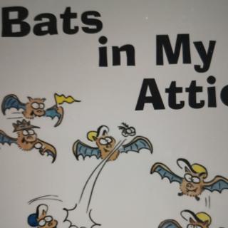 Bats in My Attic