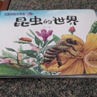 昆虫的世界