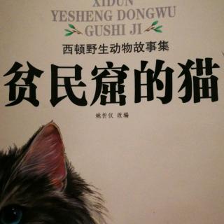 《贫民窟的猫》10.家不见了