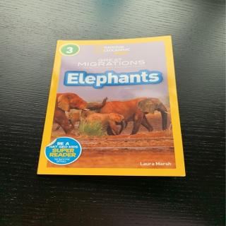 elephants