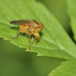 20200209蜜蜂救飞虫