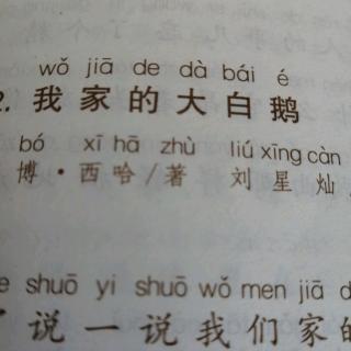 我家的大白鹅