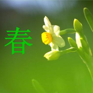 《春》作者 朱自清/诵读 香妞