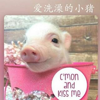 《爱洗澡的小猪》🐷