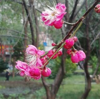 《武汉 武汉》朗诵：竹林听雨